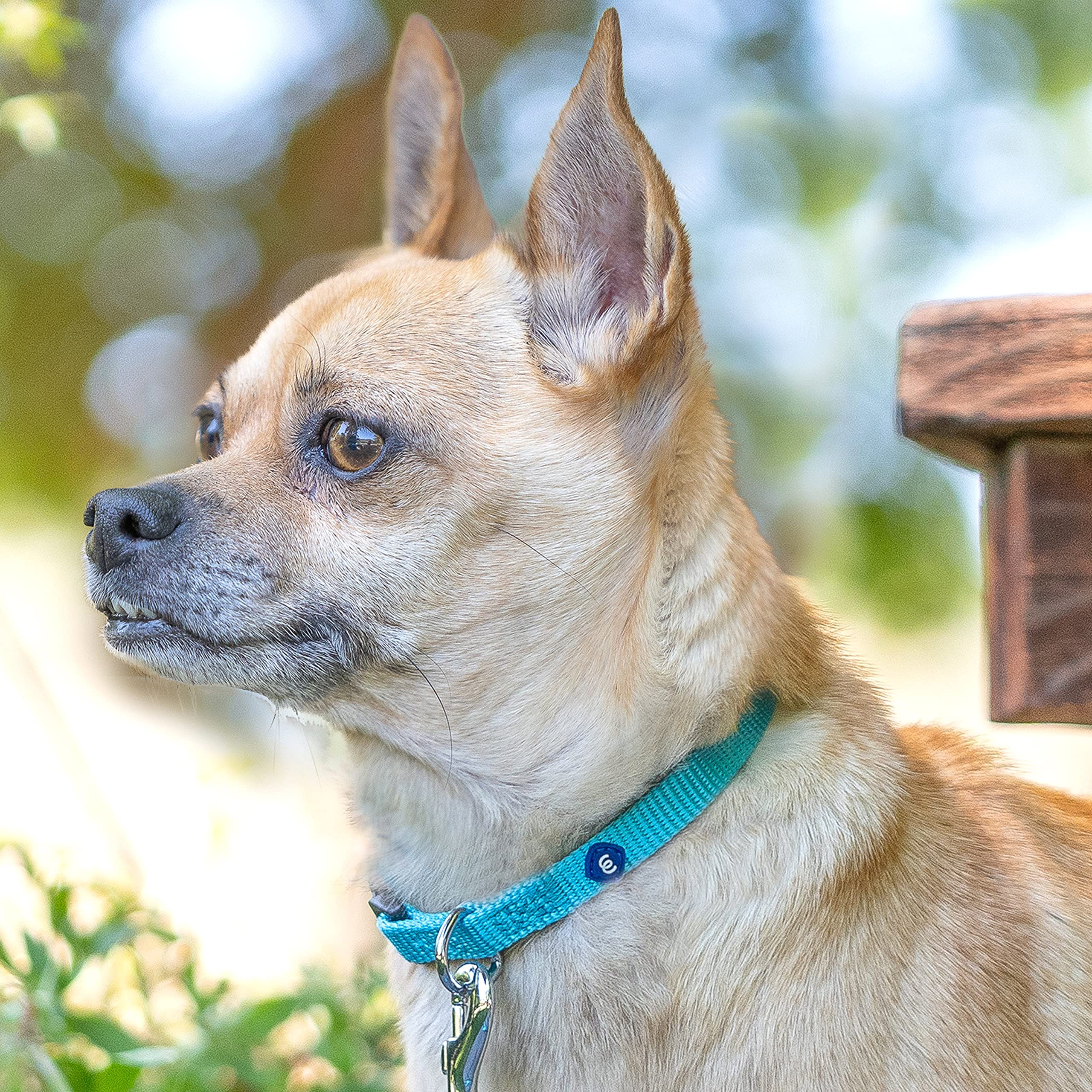 Blueberry Pet Essentials Dog Collar | Adjustable Girl Dog Collars For Medium Dogs | Chambray Blue Puppy Collar | Classic Nylon D
